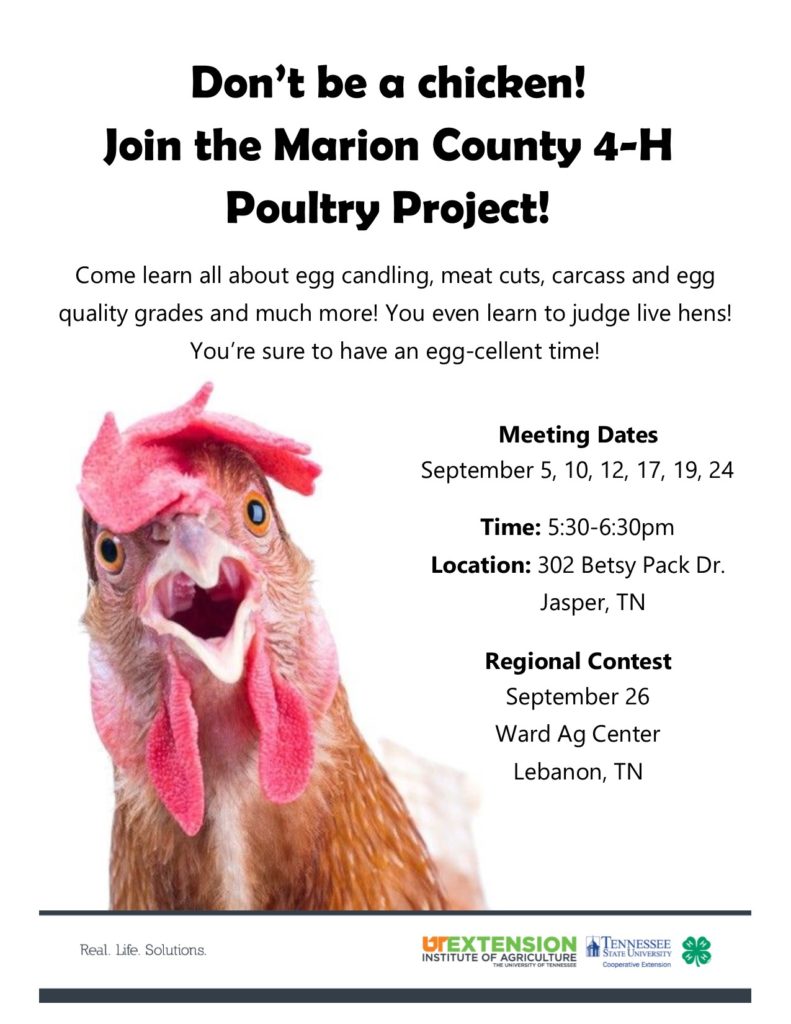 4-H Poultry Project Flyer